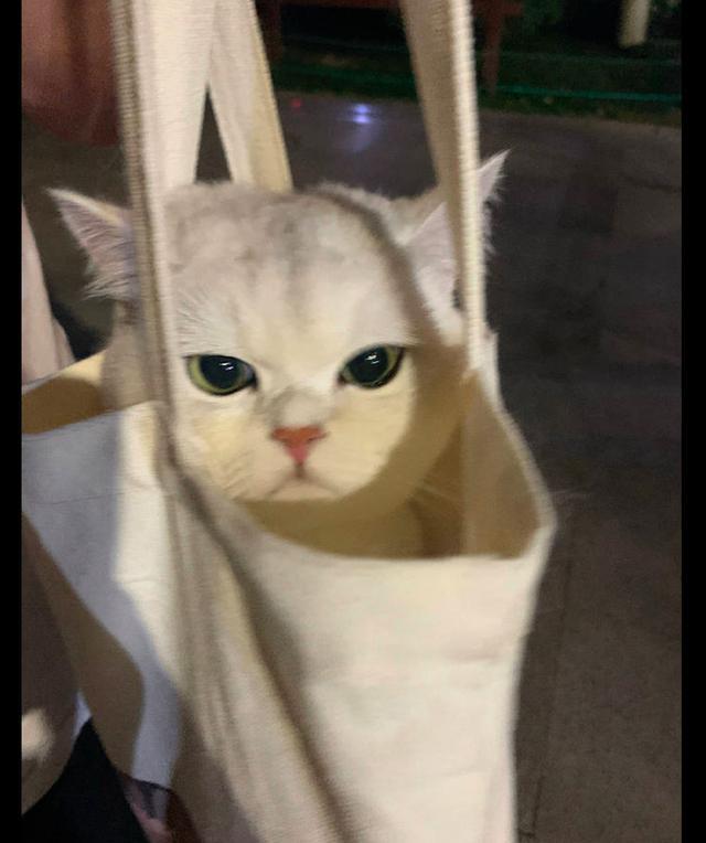 把貓咪裝進帆布袋? 第1張 把貓咪裝進帆布袋? 第1張