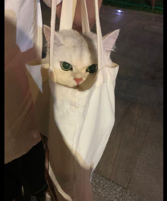 把貓咪裝進帆布袋? 第2張 把貓咪裝進帆布袋? 第2張