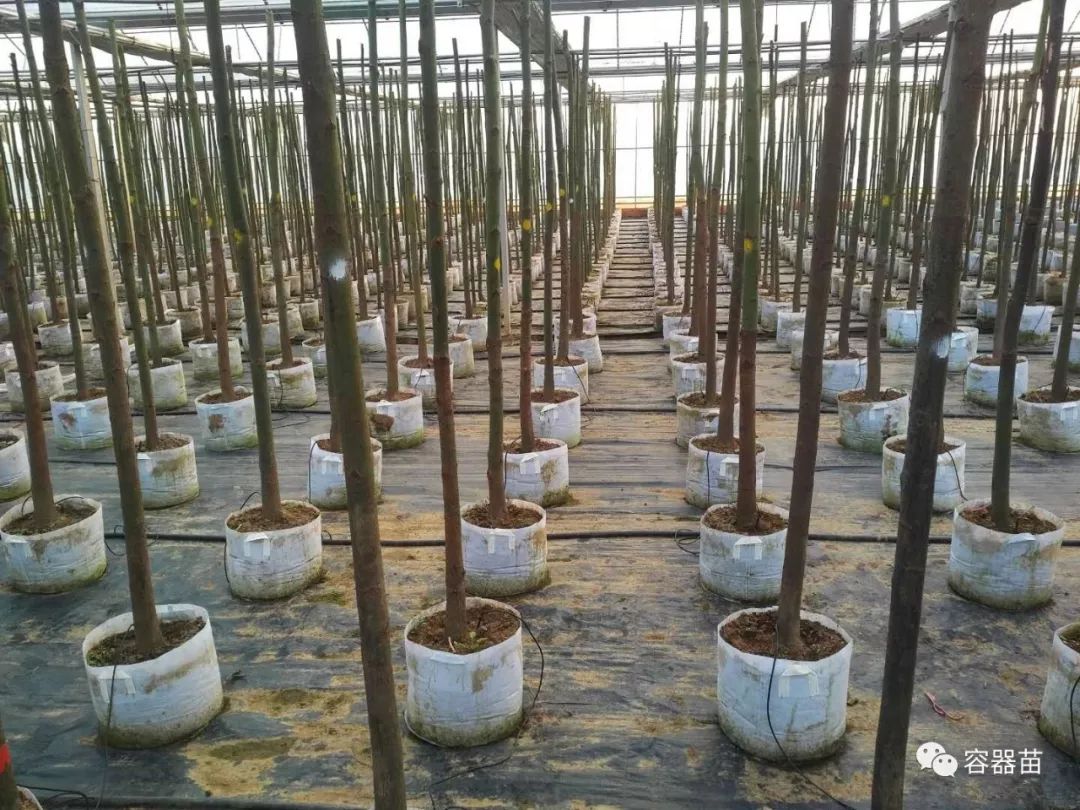 無(wú)紡布袋在容器育苗中如此流行,但絕非完美! 第2張 無(wú)紡布袋在容器育苗中如此流行,但絕非完美! 第2張