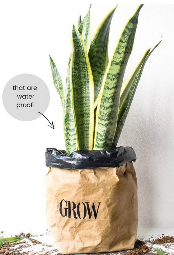 牛皮紙袋這么一套,綠蘿都變洋氣了 第13張 牛皮紙袋這么一套,綠蘿都變洋氣了 第13張