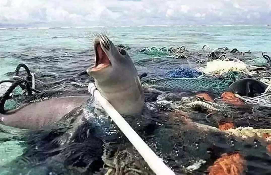 環保科普 | 為什么要禁塑、限塑？ 第8張