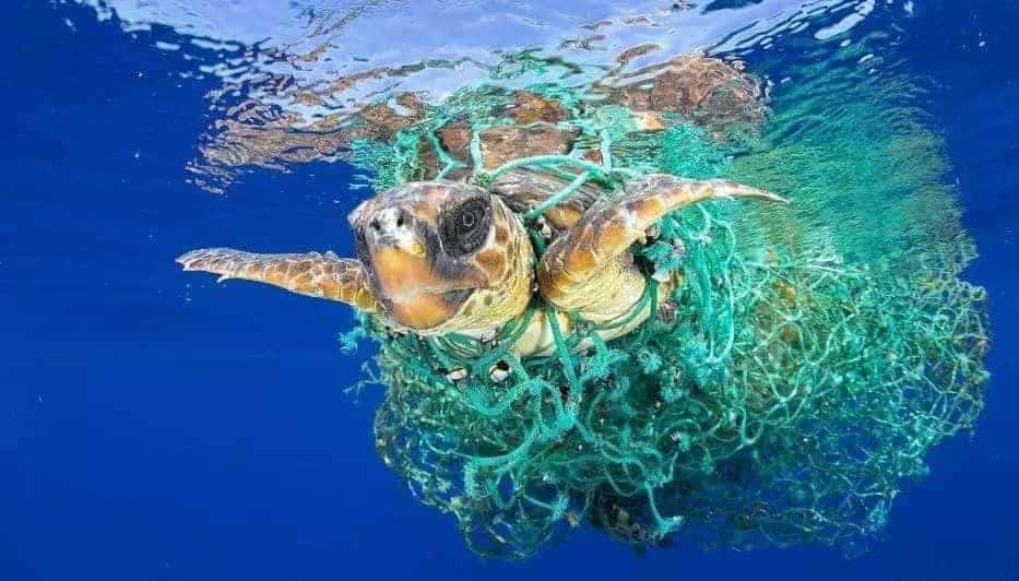 環保科普 | 為什么要禁塑、限塑？ 第9張