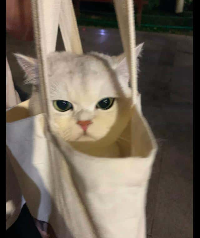 把貓咪裝進帆布袋？